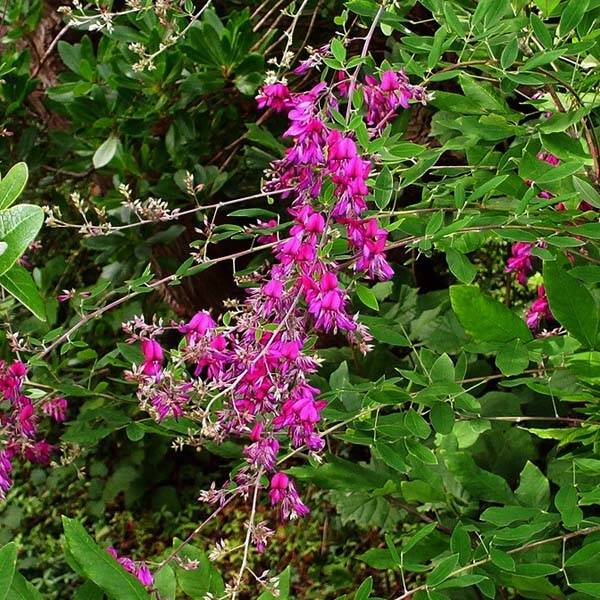 Lespedeza thunbergii Pot de 2L/3L