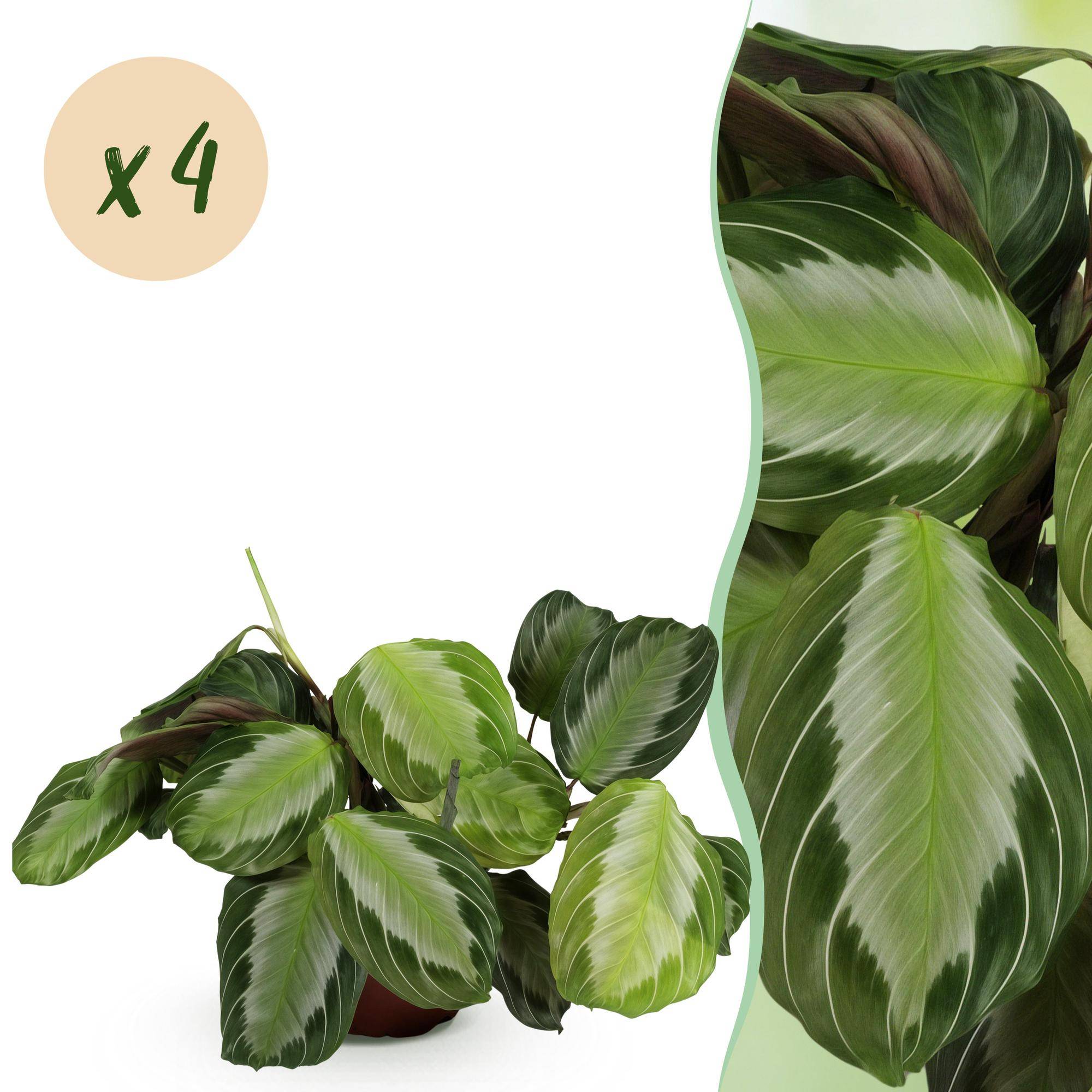 Maranta Fascinator Silverband - Pet-friendly - Pot de 12cm - Hauteur 25-35cm - 4 plantes - Sans cache-pot - Plantes d'intérieur - Image 1