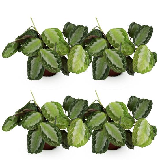 Maranta Fascinator Silverband - Pet-friendly - Pot de 12cm - Hauteur 25-35cm - 4 plantes - Sans cache-pot - Plantes d'intérieur - Image 2