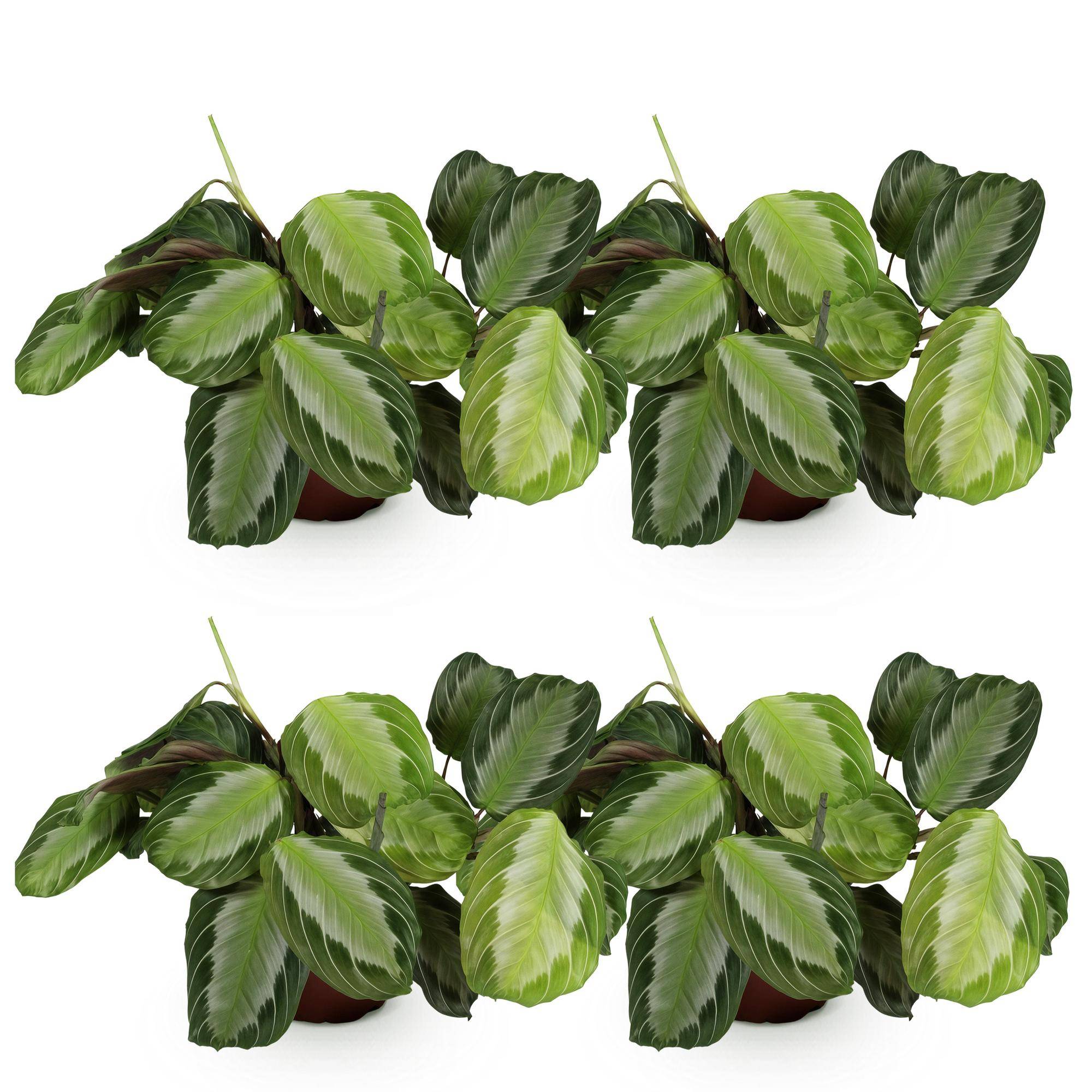 Maranta Fascinator Silverband - Pet-friendly - Pot de 12cm - Hauteur 25-35cm - 4 plantes - Sans cache-pot - Plantes d'intérieur - Image 2