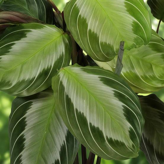 Maranta Fascinator Silverband - Pet-friendly - Pot de 12cm - Hauteur 25-35cm - 4 plantes - Sans cache-pot - Plantes d'intérieur - Image 5
