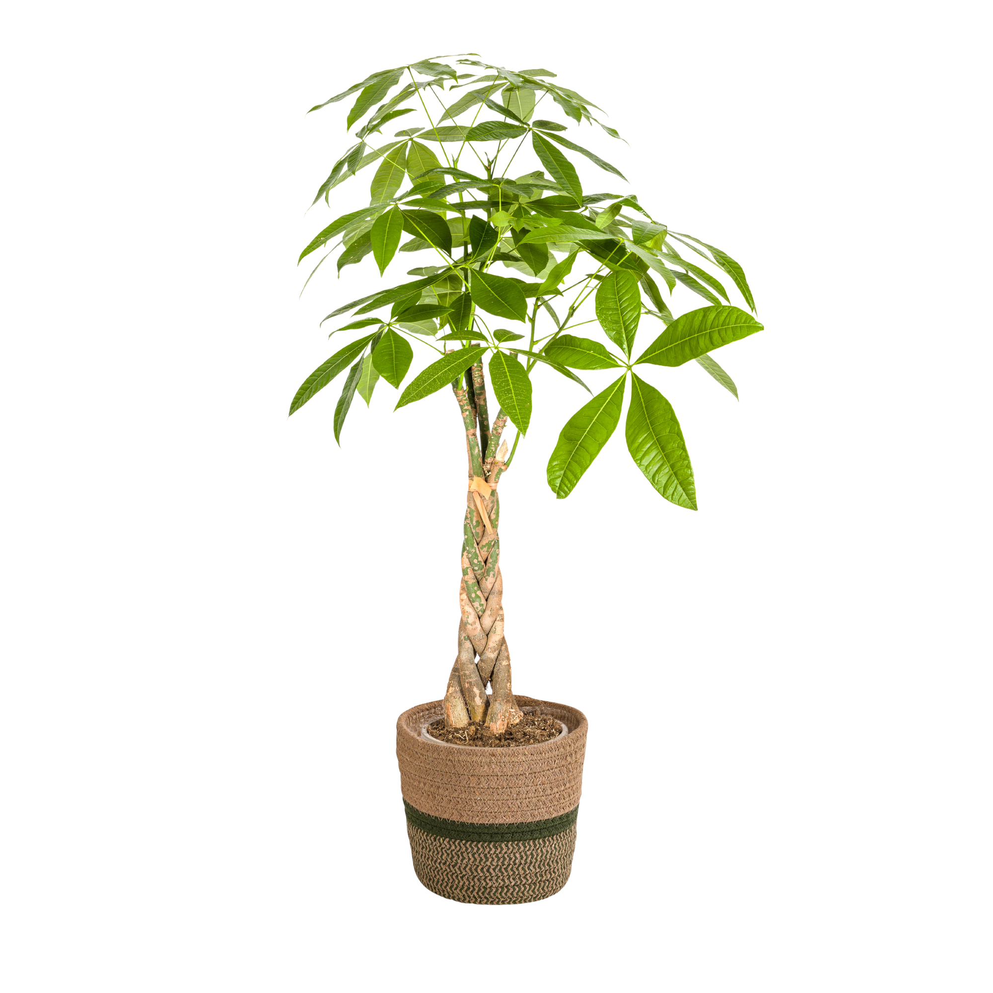 La Green Touch - Pachira aquatica avec panier - Arbre à argent - H 90-110 cm, pot Ø21 cm - Image 1