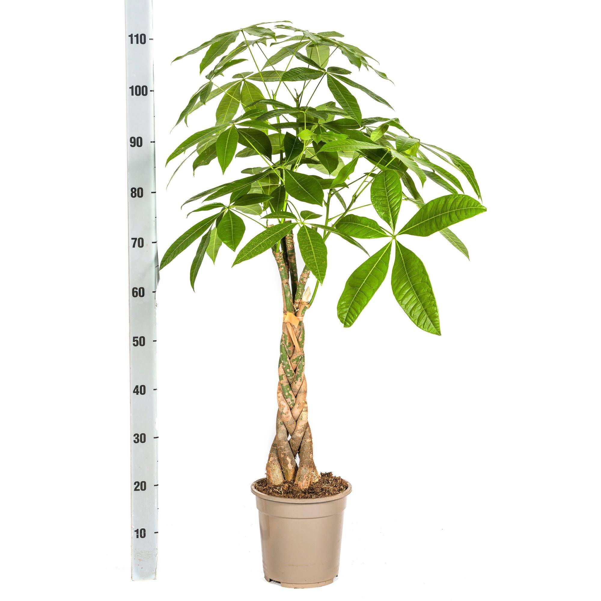 La Green Touch - Pachira aquatica avec panier - Arbre à argent - H 90-110 cm, pot Ø21 cm - Image 5