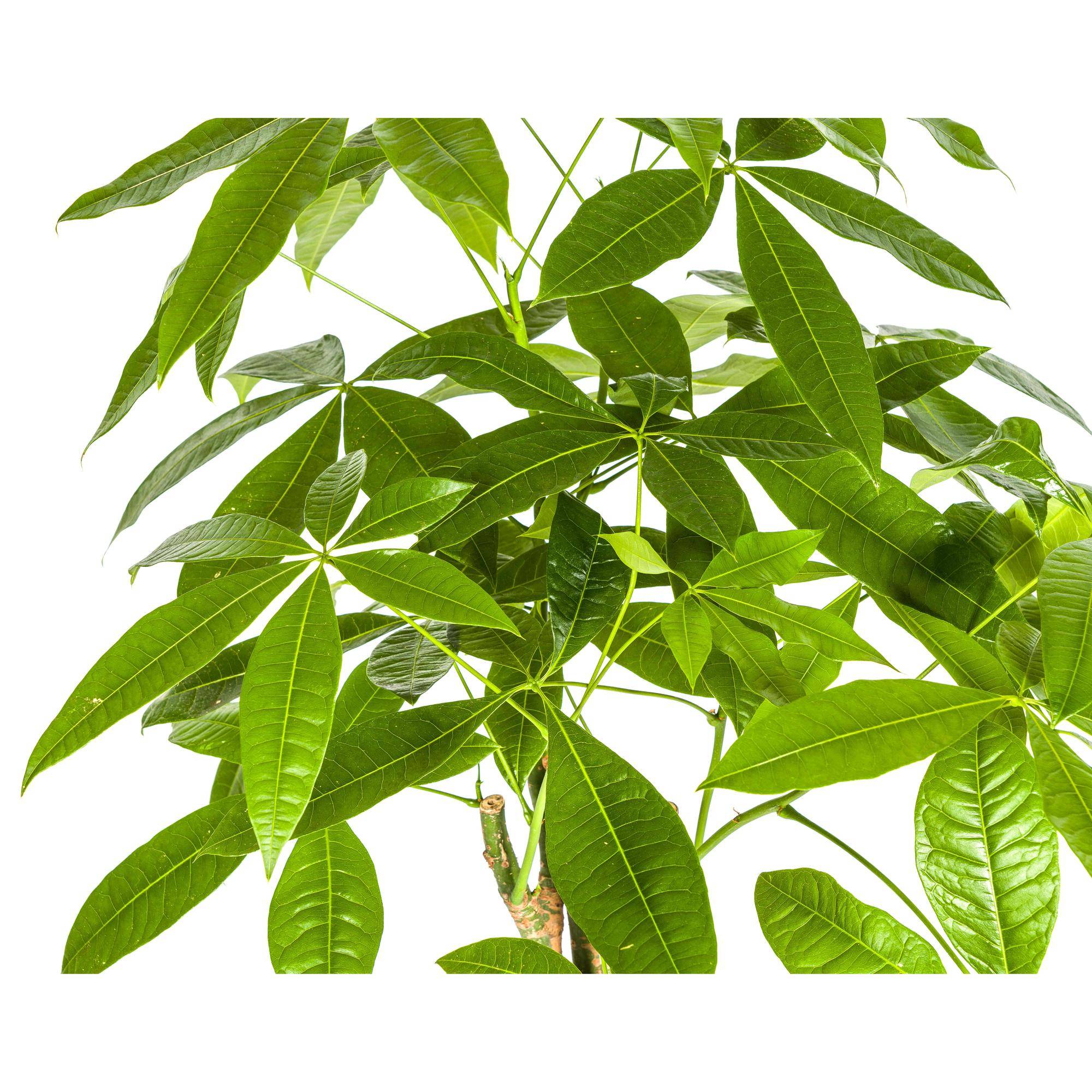 La Green Touch - Pachira aquatica avec panier - Arbre à argent - H 90-110 cm, pot Ø21 cm - Image 3