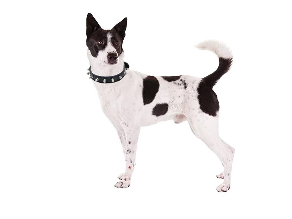 Collier chien clouté cuir eco réglable M coloris alléatoire - Image 10