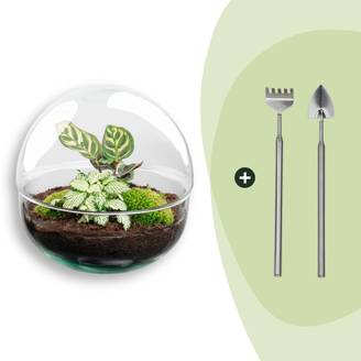 Terrarium à composer boule en verre recyclé - Ø20-H20cm - avec râteau et pelle - Fittonia Calathea - Terrarium DIY