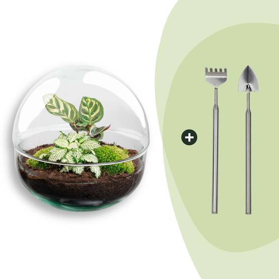Terrarium à composer boule en verre recyclé - Ø20-H20cm - avec râteau et pelle - Fittonia Calathea - Terrarium DIY - Image 1