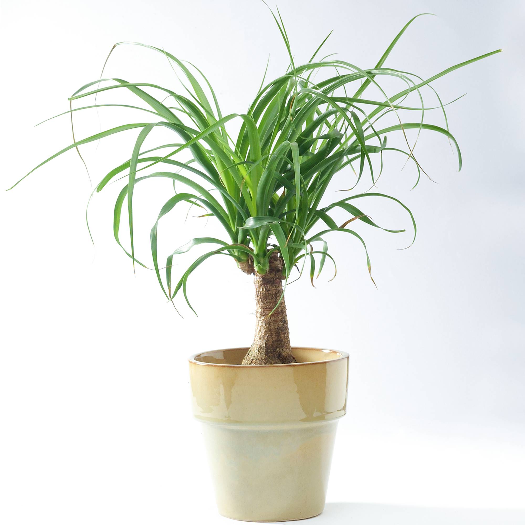 Gardenersdream - Beaucarnéa Noline Recourbée Pied D’Éléphant Pour La Maison Ou Le Bureau (40-50 Cm Pot Inclus) - GardenersDream - Image 1