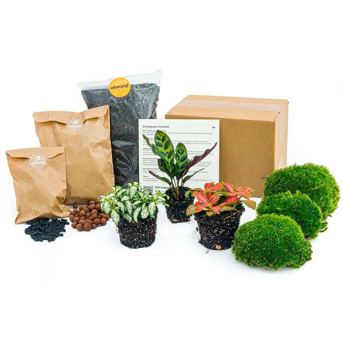Kit Rempotage Plantes Pour Terrarium 3 Plantes : Calathéa + 2 Fittonia - D6 H1cm