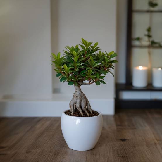 Plant In A Box - Bonsaï - Set de 2 - Ficus microcarpa - Hauteur 30-40cm - ⌀12cm - Image 3