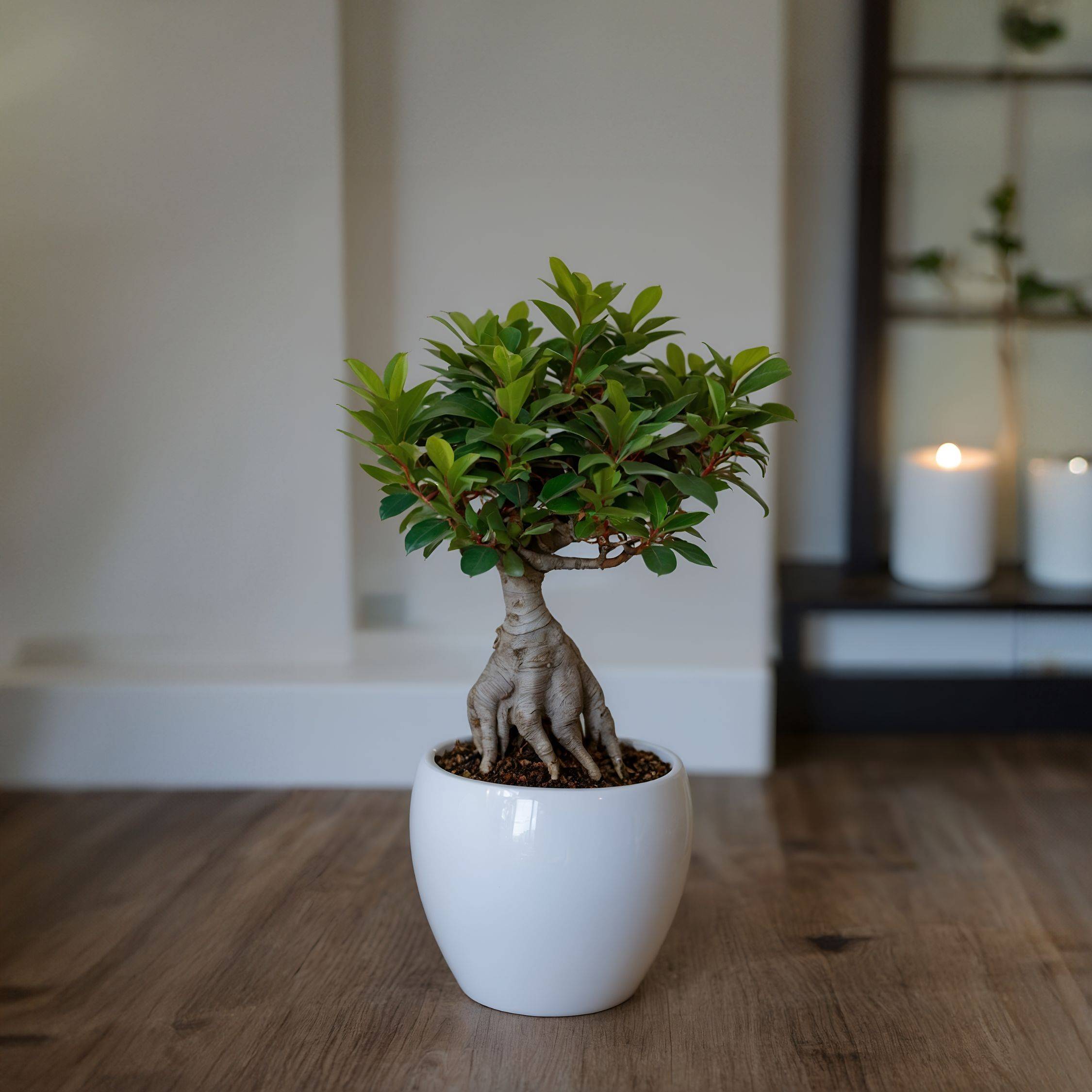 Plant In A Box - Bonsaï - Set de 2 - Ficus microcarpa - Hauteur 30-40cm - ⌀12cm - Image 3