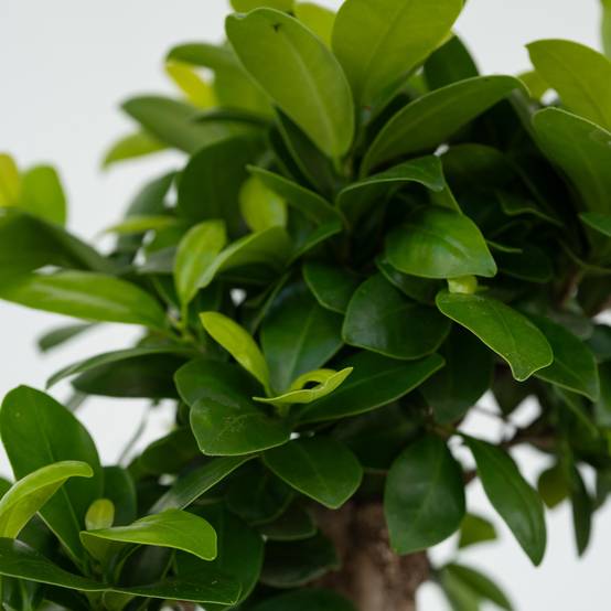 Plant In A Box - Bonsaï - Set de 2 - Ficus microcarpa - Hauteur 30-40cm - ⌀12cm - Image 5