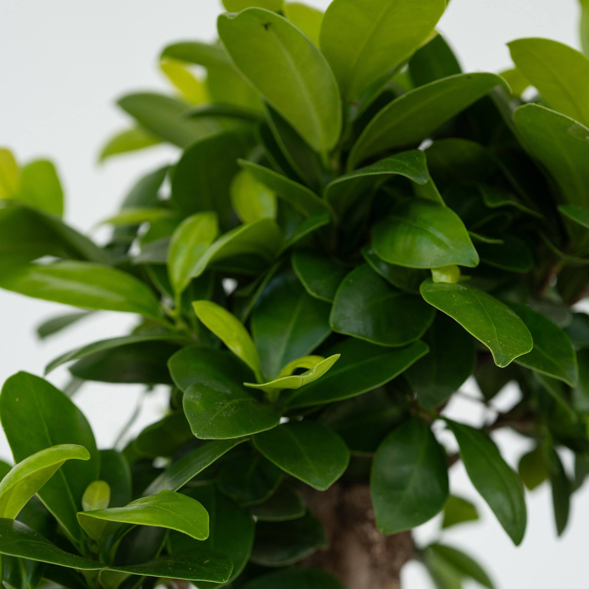 Plant In A Box - Bonsaï - Set de 2 - Ficus microcarpa - Hauteur 30-40cm - ⌀12cm - Image 5