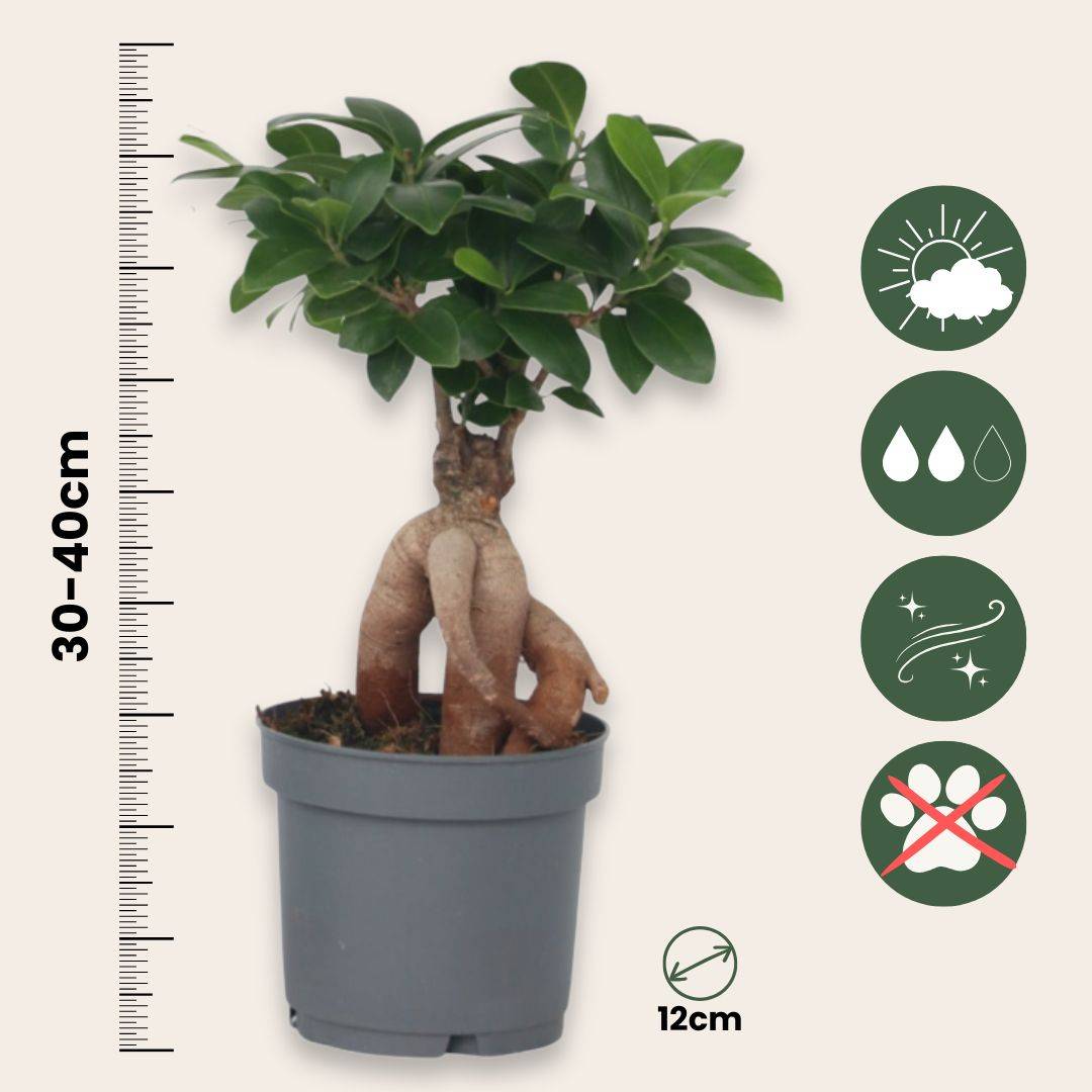 Plant In A Box - Bonsaï - Set de 2 - Ficus microcarpa - Hauteur 30-40cm - ⌀12cm - Image 6
