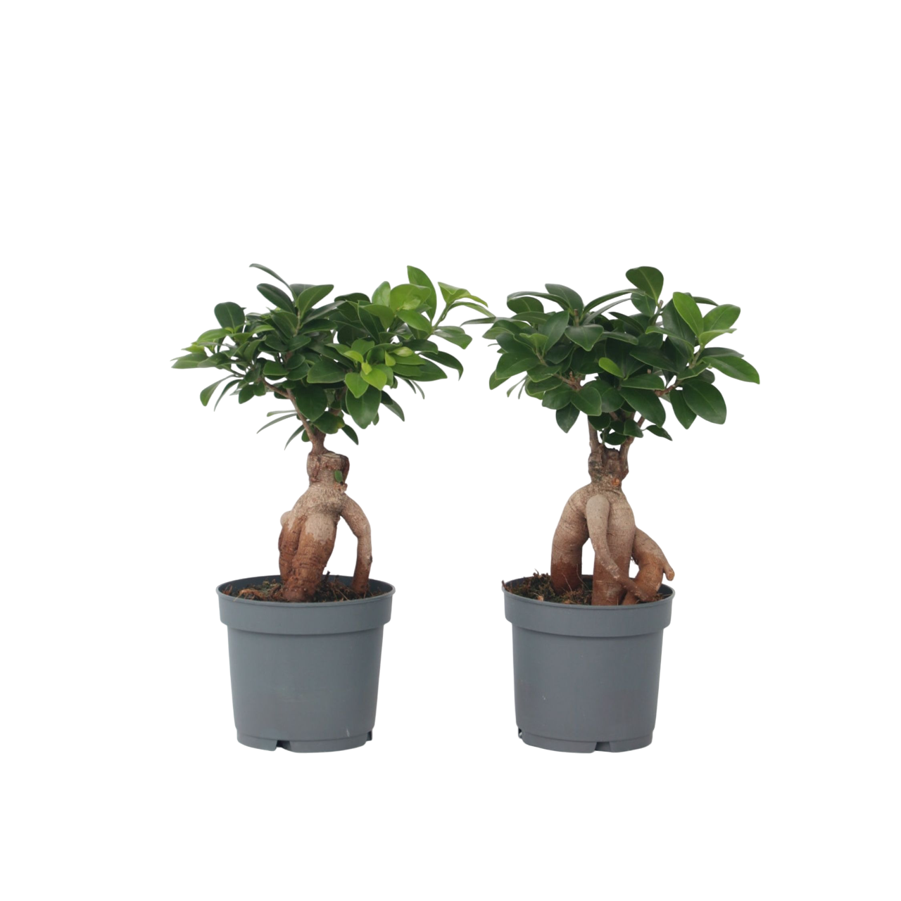 Plant In A Box - Bonsaï - Set de 2 - Ficus microcarpa - Hauteur 30-40cm - ⌀12cm - Image 1