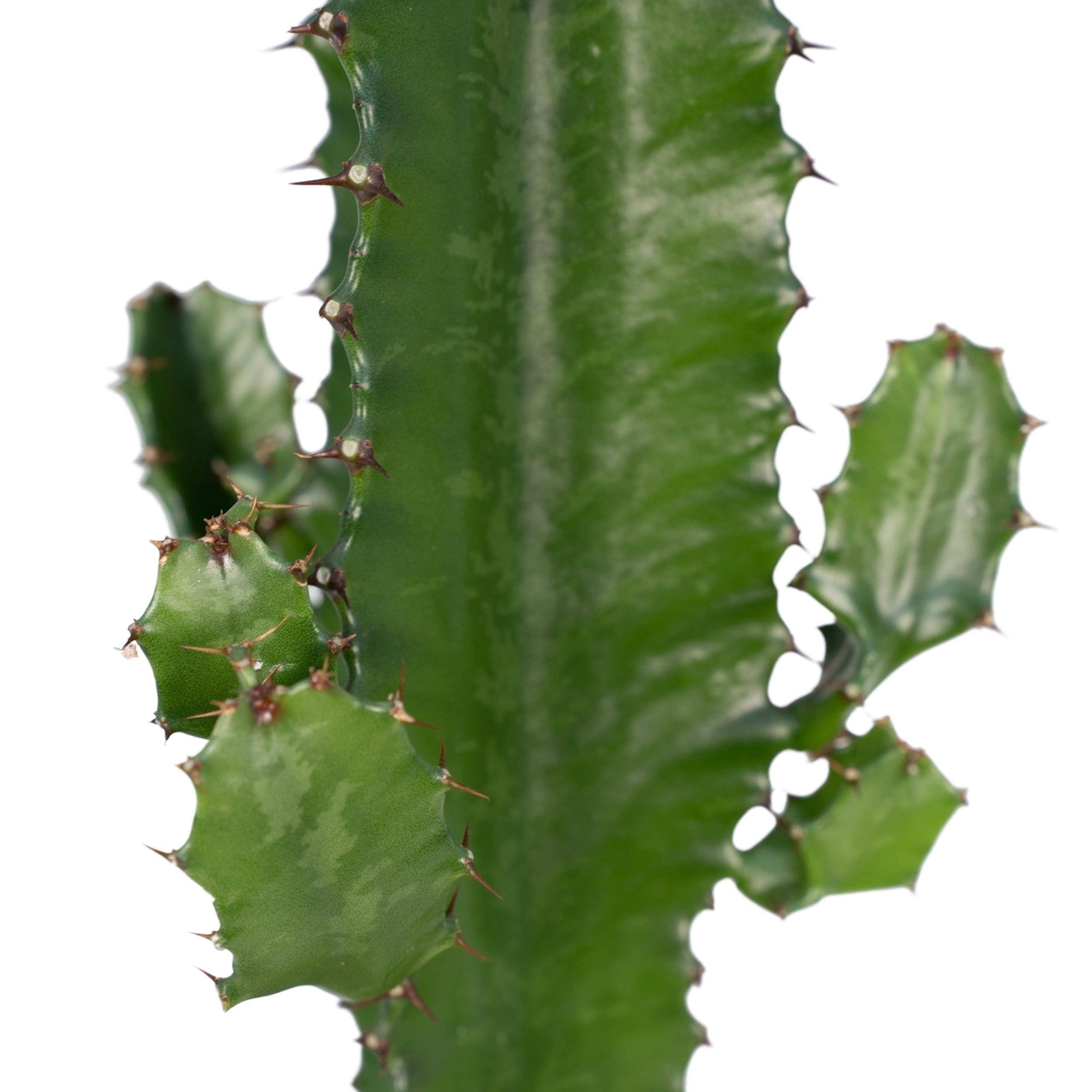 Euphorbe Acrurensis 50cm - Plante d'intérieur- La Green Touch - Image 3