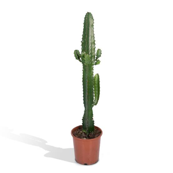 Euphorbe Acrurensis 50cm - Plante d'intérieur- La Green Touch - Image 1