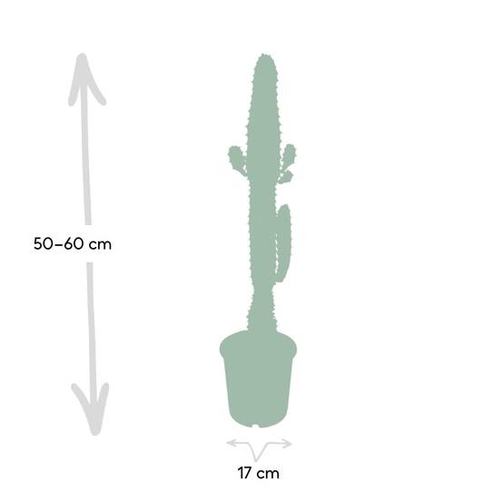 Euphorbe Acrurensis 50cm - Plante d'intérieur- La Green Touch - Image 4
