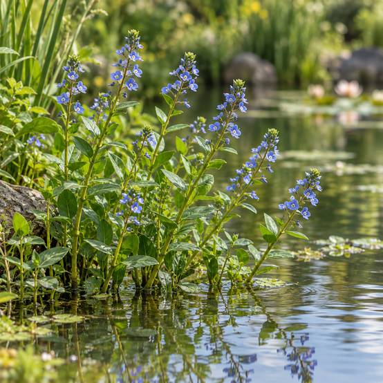 Véronique des ruisseaux - Veronica beccabunga - 12 plantes de berge purifiantes - Image 2