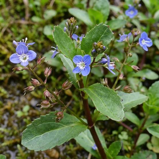Véronique des ruisseaux - Veronica beccabunga - 12 plantes de berge purifiantes - Image 3