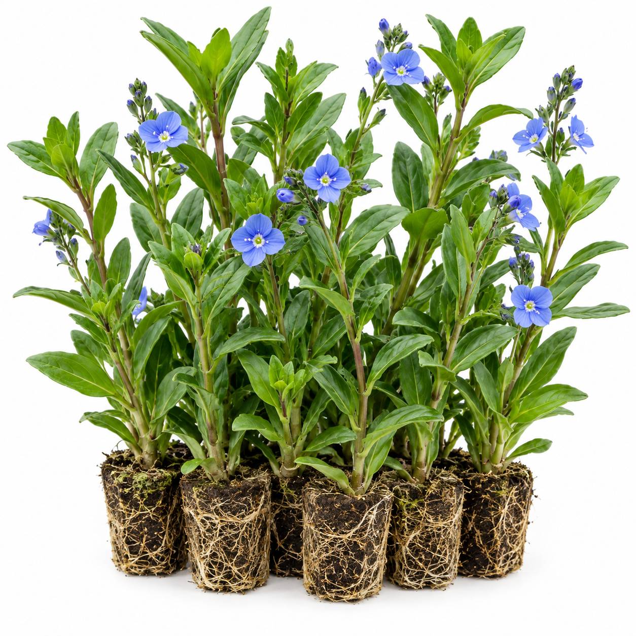 Véronique des ruisseaux - Veronica beccabunga - 12 plantes de berge purifiantes - Image 1