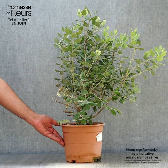Metrosideros excelsa - Arbre de Noël de Nouvelle-Zélande Pot de 3L/4L - Image 2
