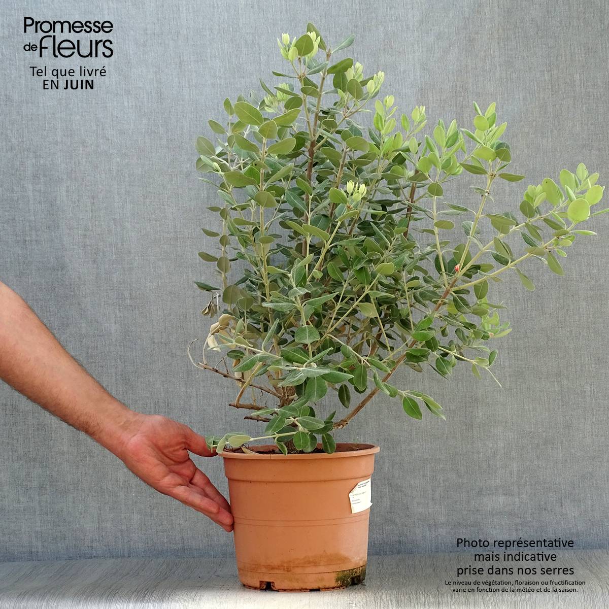Metrosideros excelsa - Arbre de Noël de Nouvelle-Zélande Pot de 3L/4L - Image 2