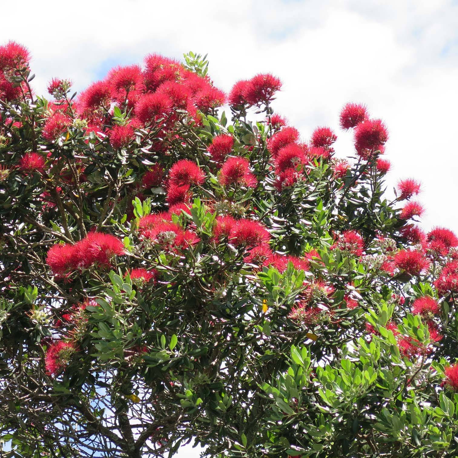 Metrosideros excelsa - Arbre de Noël de Nouvelle-Zélande Pot de 3L/4L - Image 1