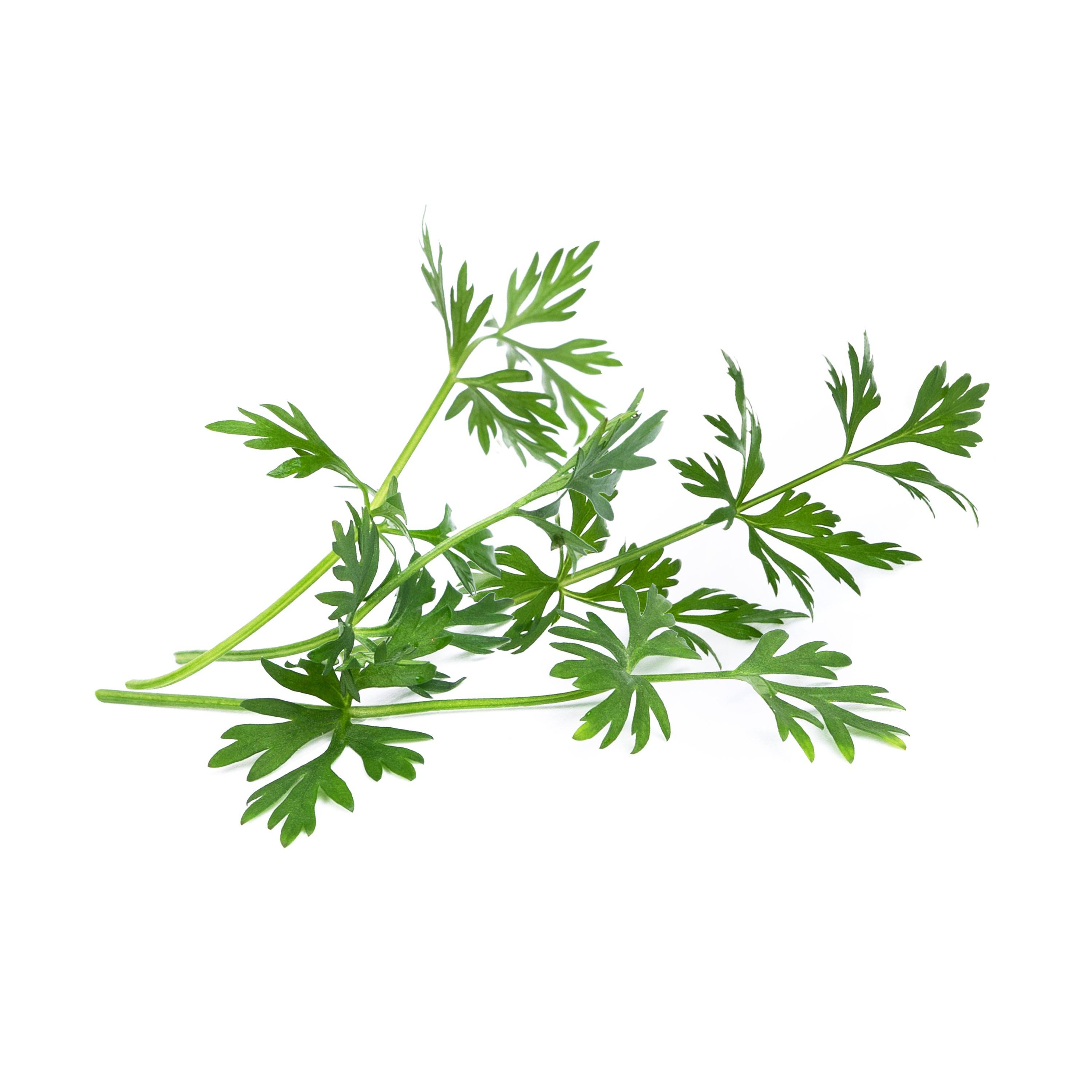 Veritable - Lingot Cumin des prés BIO - Recharge prête à l'emploi - Véritable - Image 2