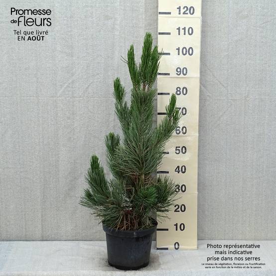 Pin - Pinus heldreichii Satellit Pot de 7,5L/10L - Image 2