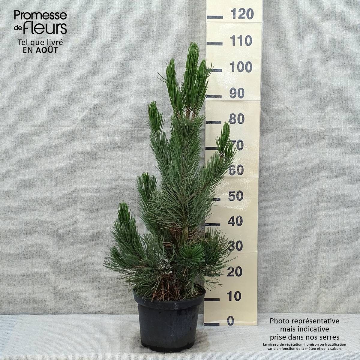 Pin - Pinus heldreichii Satellit Pot de 7,5L/10L - Image 2