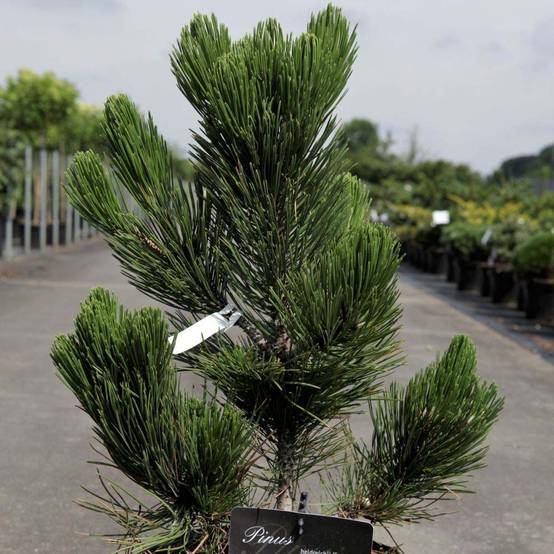 Pin - Pinus heldreichii Satellit Pot de 7,5L/10L - Image 1