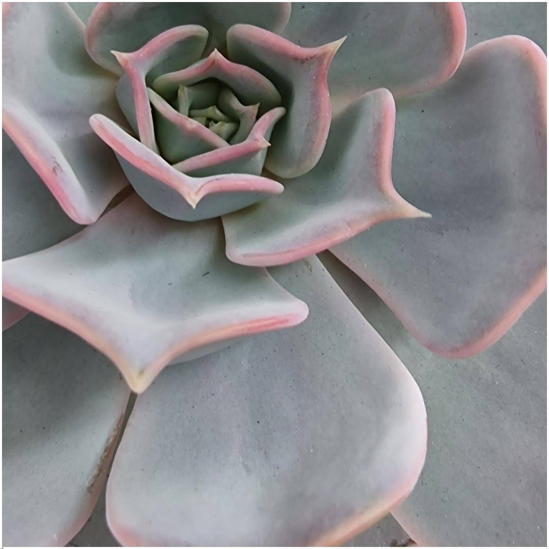 Echeveria Lilacina Élégance- La Green Touch - Image 3