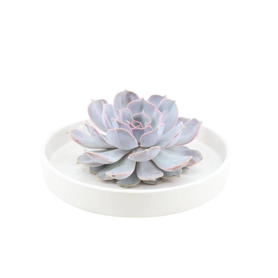 Echeveria Lilacina Élégance- La Green Touch - Image 7