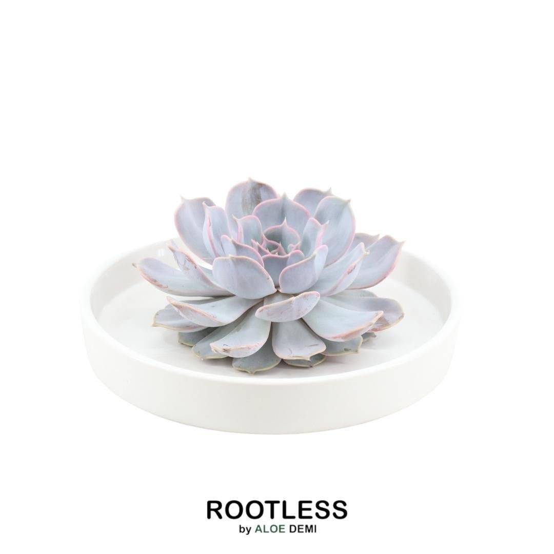 Echeveria Lilacina Élégance- La Green Touch - Image 1