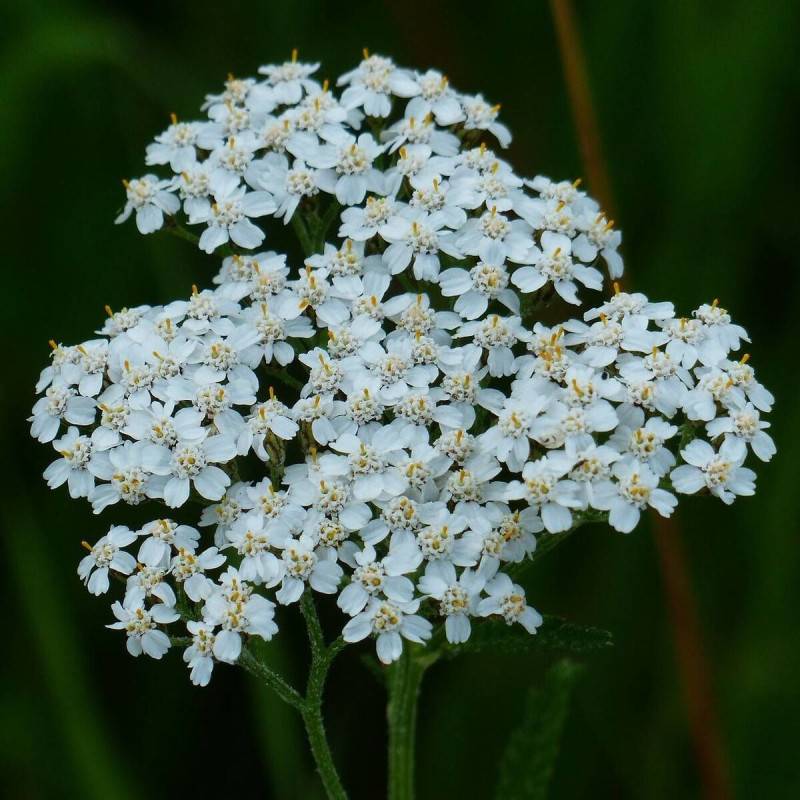 Achillée Noble à fleurs Blanche - feuillage Caduc - Godet - 5/20 cm-  hauteur à maturité De 0,50 m à 1,00 m - Image 1