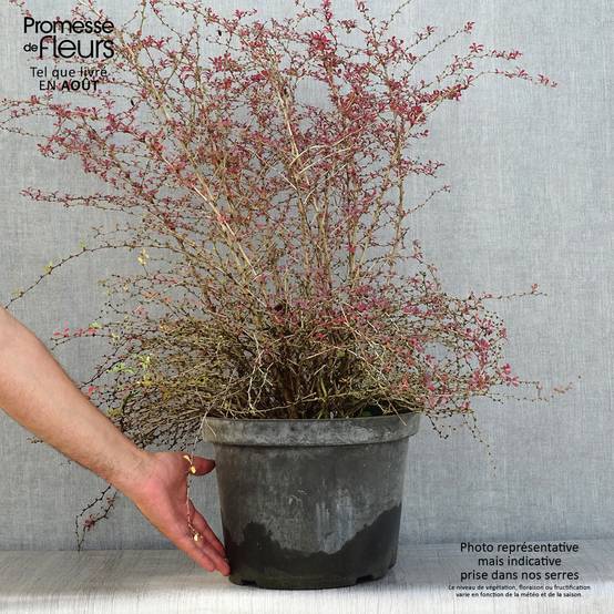 Berberis thunbergii Red Dream - Epine-vinette Pot de 7,5L/10L - Image 2