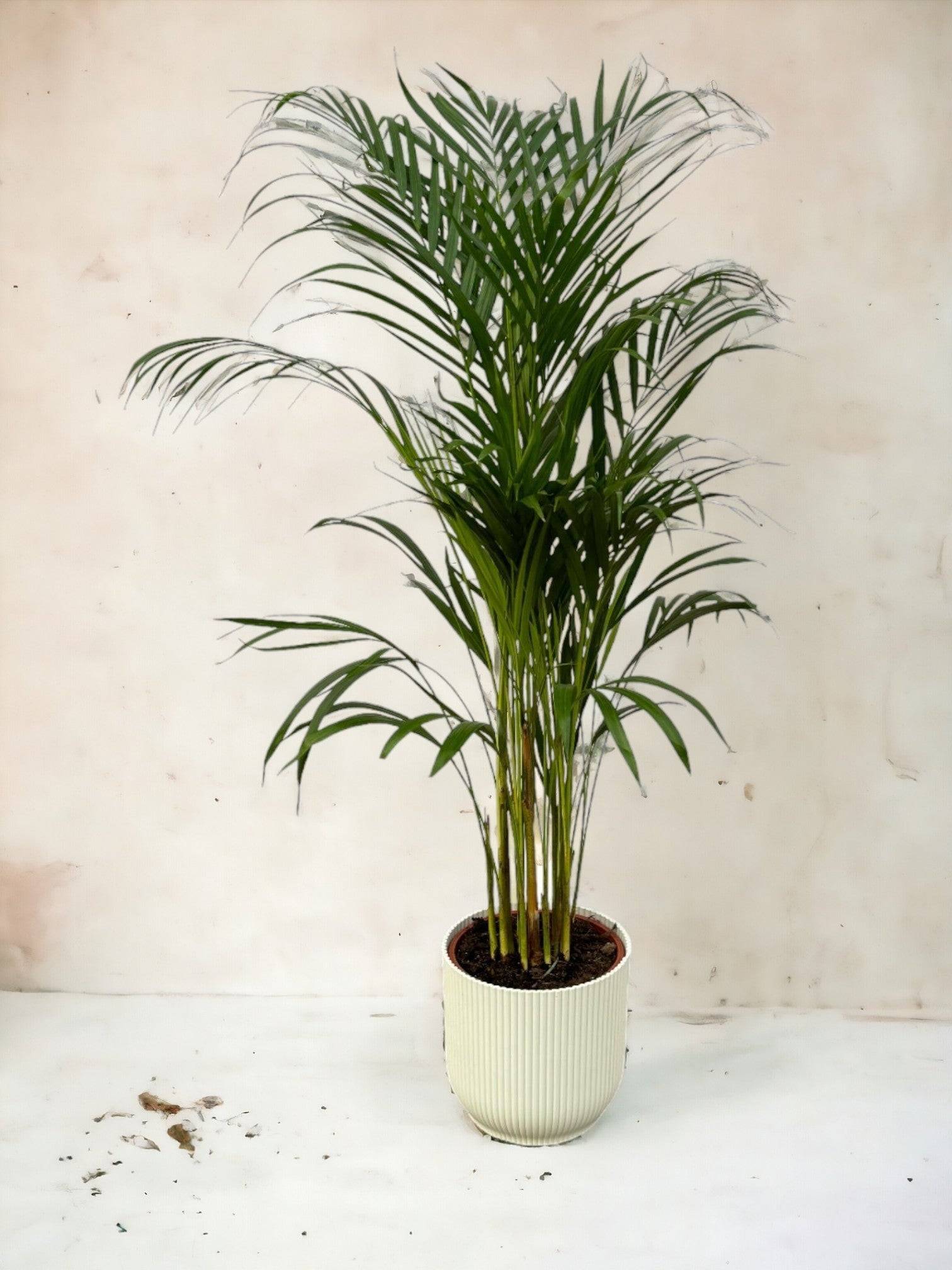 La Green Touch - Grand Palmier Areca et son pot- La Green Touch  - Hauteur 85cm