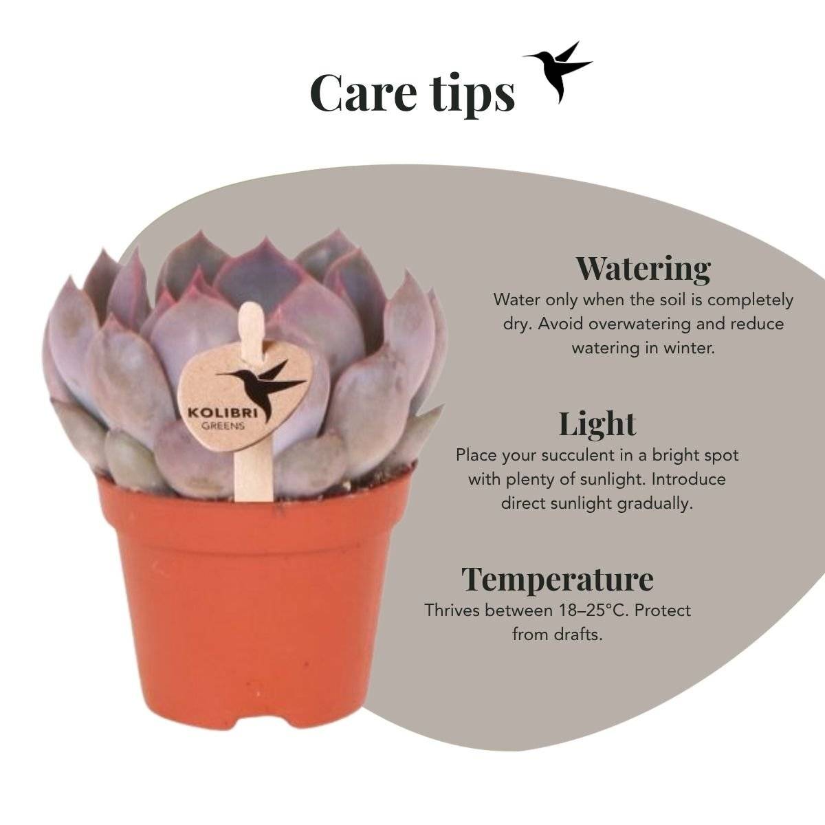 Succulente Echeveria Summer - Ø6cm - ↕8cm - Plantes d'intérieur - Image 2