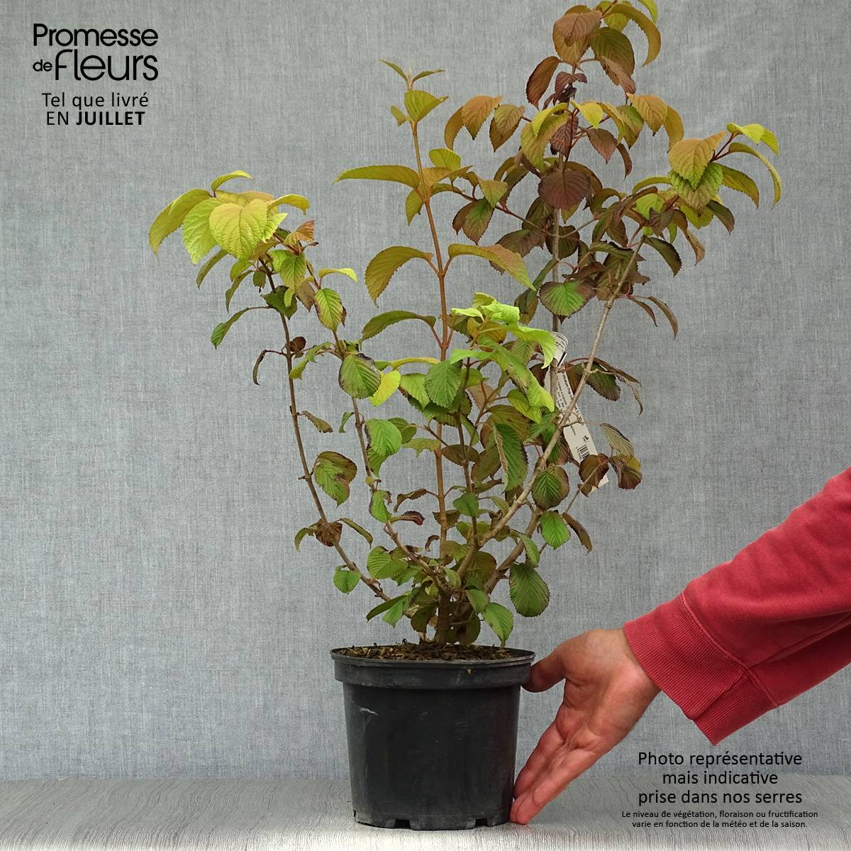 Viorne - Viburnum plicatum Popcorn Pot de 3L/4L - Image 2