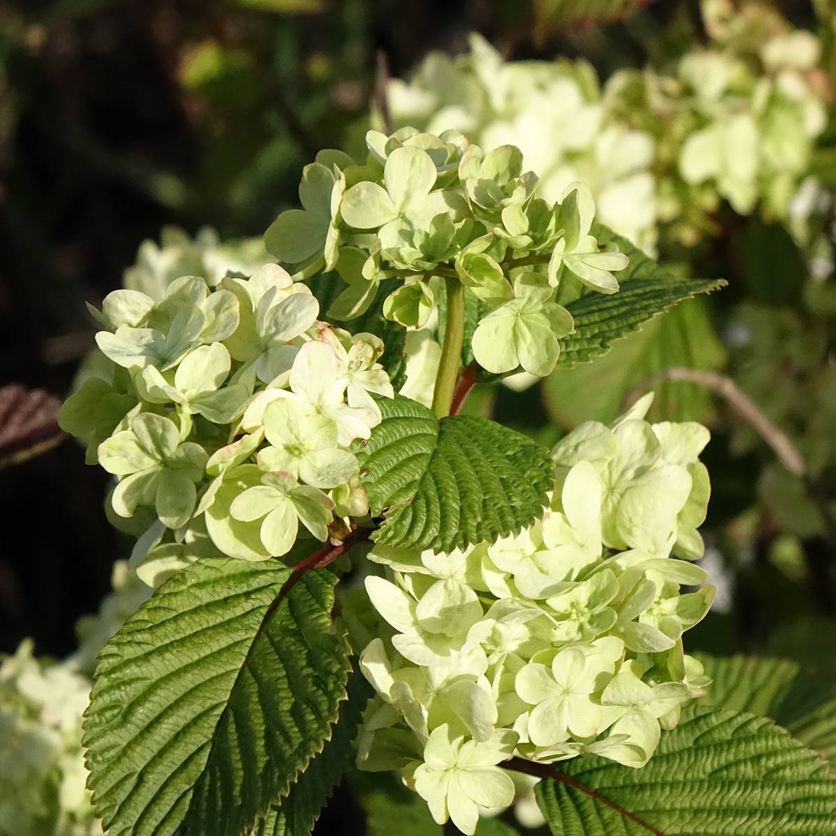Viorne - Viburnum plicatum Popcorn Pot de 3L/4L - Image 1