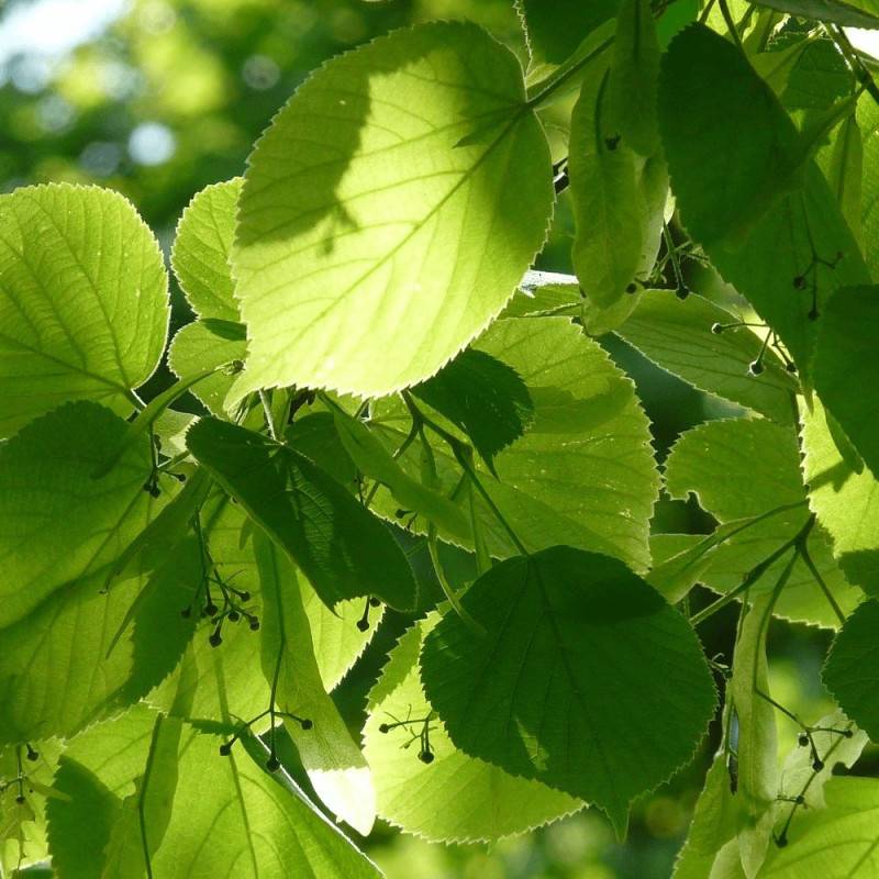 Tilleul à petites feuilles, Tilia - Pot de 7,5L - 80/100 cm - Image 3