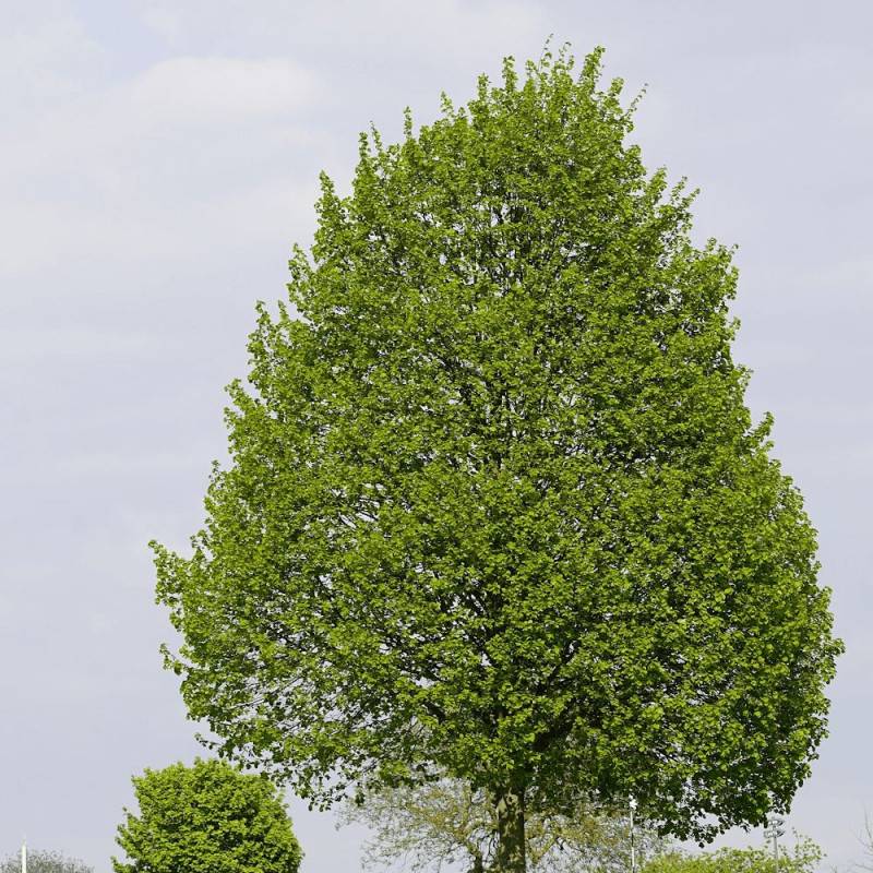 Tilleul à petites feuilles, Tilia - Pot de 7,5L - 80/100 cm - Image 1