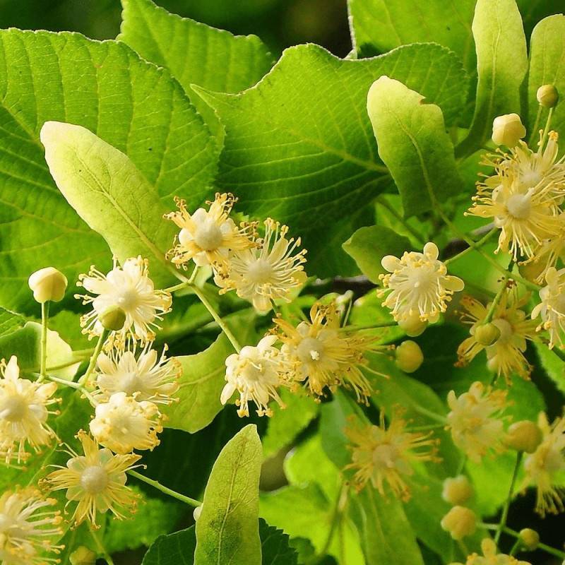 Tilleul à petites feuilles, Tilia - Pot de 7,5L - 80/100 cm - Image 4