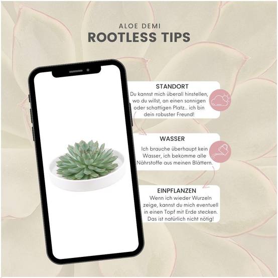 Succulente Echeveria Pulidonis sans Racines- La Green Touch - Image 5