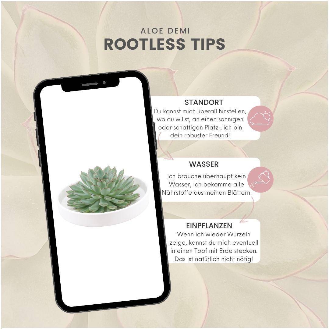 Succulente Echeveria Pulidonis sans Racines- La Green Touch - Image 5