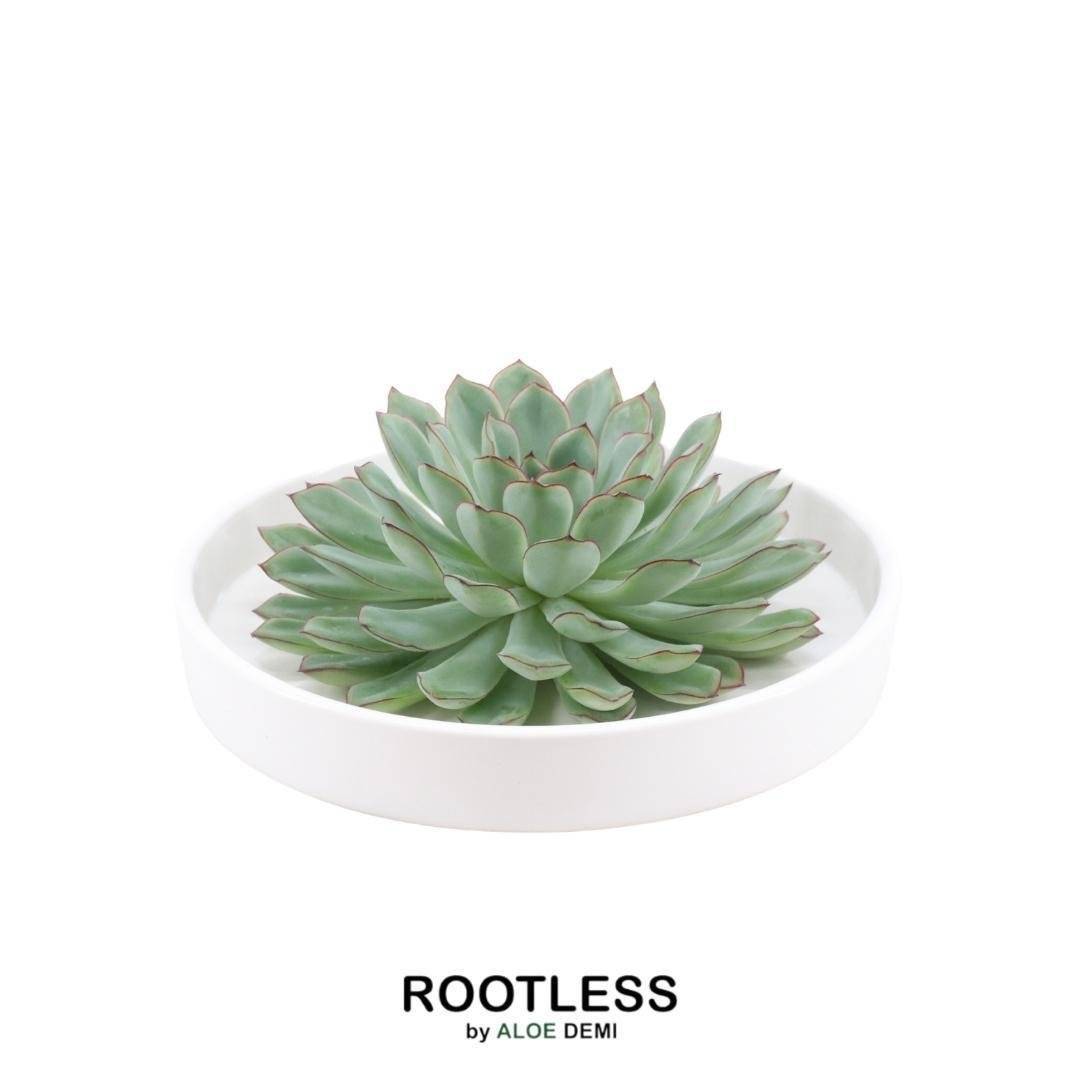 Succulente Echeveria Pulidonis sans Racines- La Green Touch - Image 1