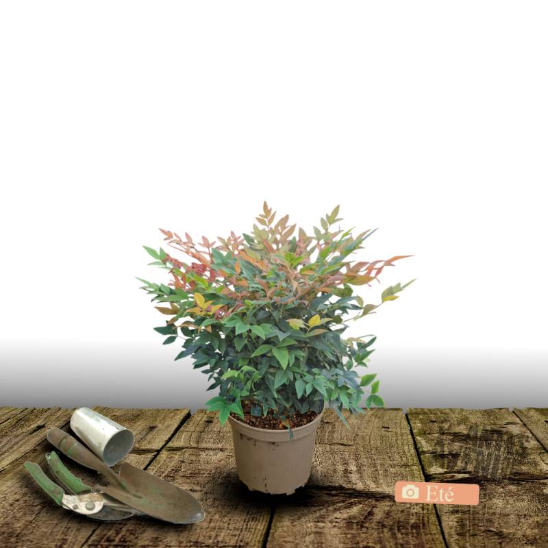 Bambou sacré domestica, Nandina à fleurs Blanche - feuillage Persistant - Pot de 4L - 40/60 cm-  hauteur à maturité De 1,00 m à 1,50 m - Image 3