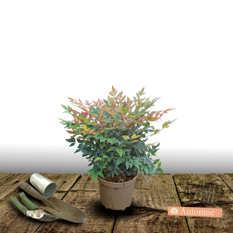 Bambou sacré domestica, Nandina à fleurs Blanche - feuillage Persistant - Pot de 4L - 40/60 cm- hauteur à maturité De 1,00 m à 1,50 m - Image 2