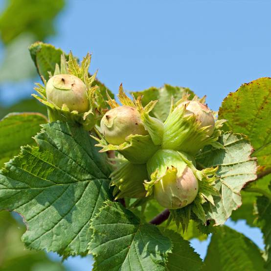 Noisetier commun - Corylus avellana Longue d'Espagne Pot de 3L/4L, Buisson
